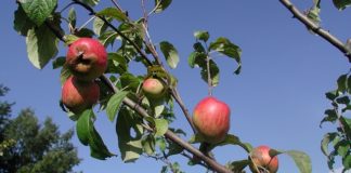 Melo nano 1130 0 Melo nano